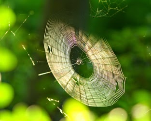 קורי עכביש. מתוך ויקיפדיה