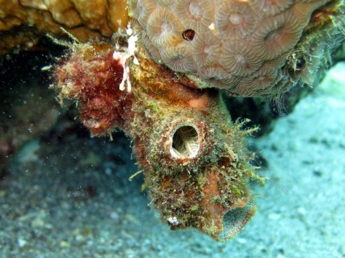 Polycarpa mytiligara in the coral reef in Eilat