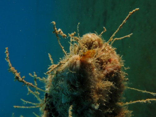 2. الانفرادي istelan polycarpa mytiligera أثناء إفراز الجهاز الهضمي. مصدر الصورة: د. جيل كوبلويتز