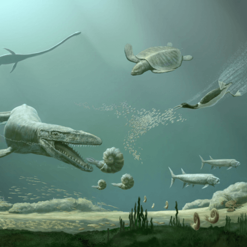 This illustration of an underwater scene shows a collection of marine tetrapods (four-limbed crustaceans) near the end of the "Age of Reptiles", including a sea turtle, one of the first flightless waterfowl, a large mosasaur and a long-necked elasmosaur / Artwork by Karen Carr smitsinan institute