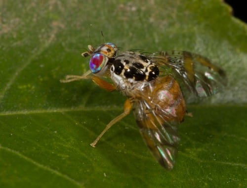 Mediterranean seafood fly. Photo: shutterstock