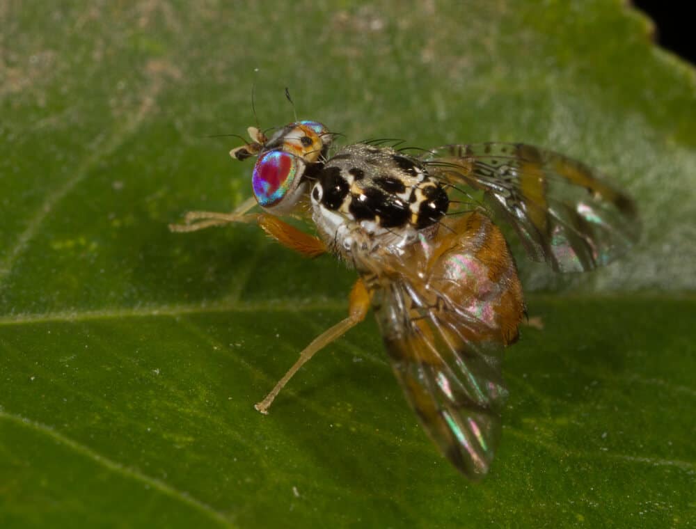 Mediterranean seafood fly. Photo: shutterstock