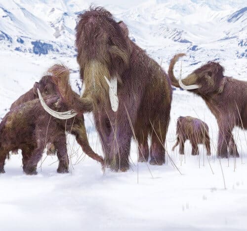 A family of woolly mammoths in the snow, during the last ice age. Illustration: shutterstock