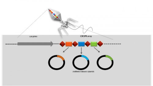 A system that destroys the genes for resistance. Illustration courtesy of Prof. Kimron