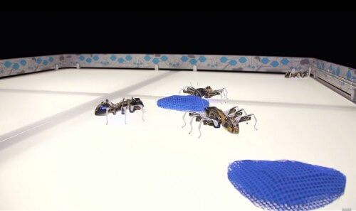 The robotic ants of the German pesto company. Screenshot from YOUTUBE