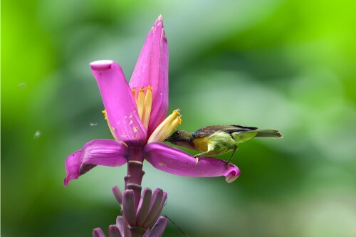 צופית מוצצת צוף מפרח. צילום: shutterstock