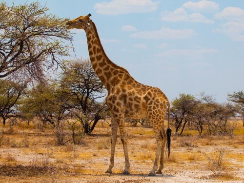 A giraffe, or maybe a singer? Photo: shutterstock