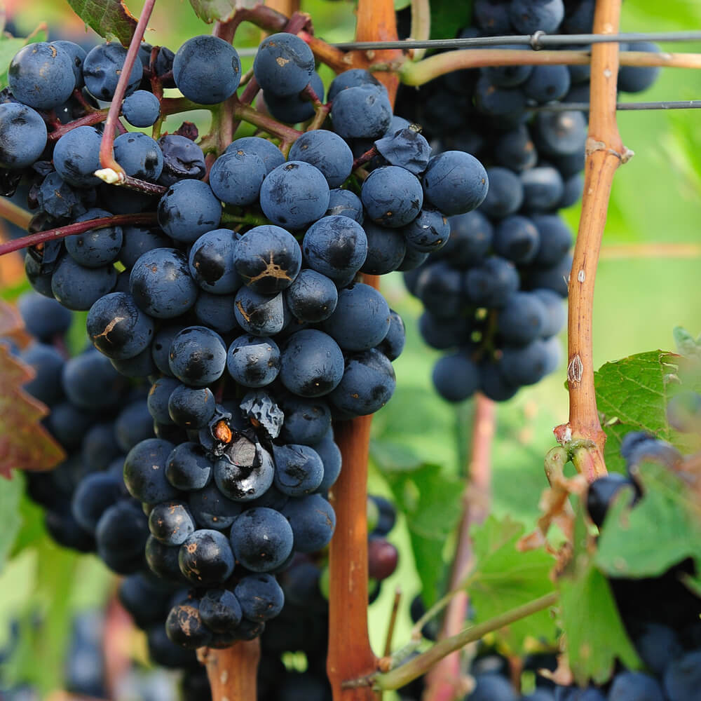 Pinot noir grapes in a vineyard in France. Photo: shutterstock