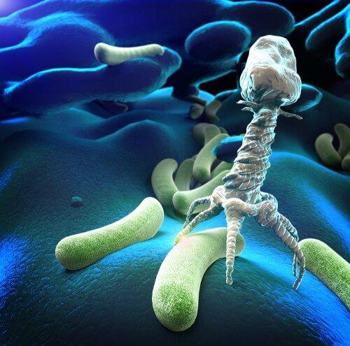 البكتيريا تحت المجهر. الصورة: شترستوك