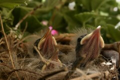 גוזלים זועקים למזון בקן. צילום: shutterstock