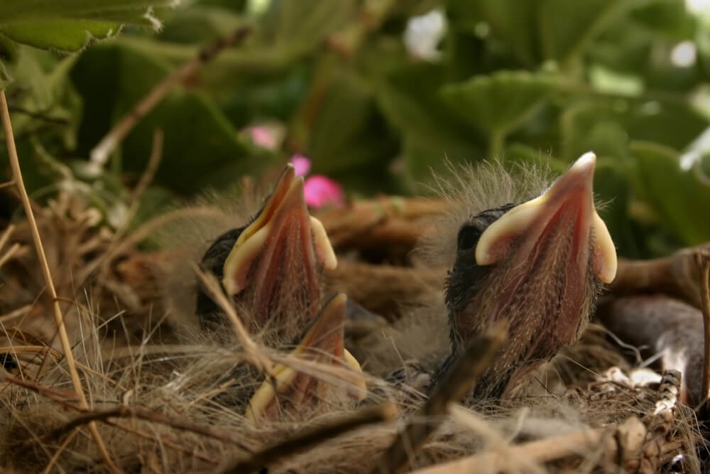 Chicks cry for food in the nest. Photo: shutterstock