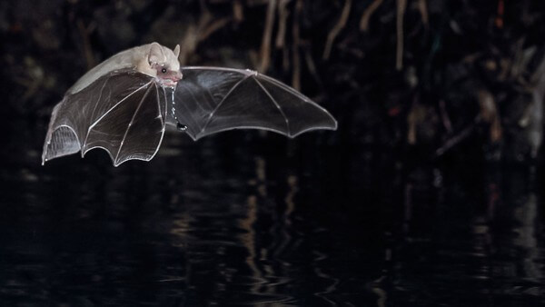 A bat in flight. Photography: JENS RYDELL