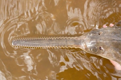 Saw fish. Photo: Florida Conservation Council