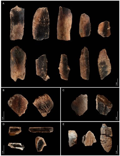 3.עצמות שרופות של בעלי חיים ממערת קסם המעידות כי אכלו במערה "על האש" באופן קבוע - קרדיט Ruth Blasco, Spain