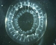 מדוזה מסוג Cnidaria Hydrozoa הנפוצה בים יפן ואשר הגיעה לים התיכון במי נטל של אוניות. צילום: אוניברסיטת חיפה