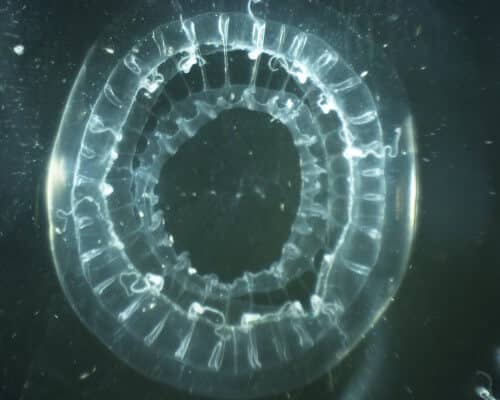 A jellyfish of the type Cnidaria Hydrozoa that is common in the Sea of ​​Japan and which arrived in the Mediterranean Sea in the ballast water of ships. Photo: Haifa University