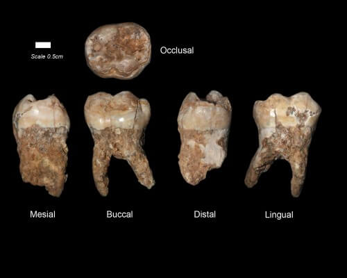 ממצאי שיניים בנות 400 אלף שנה של אדם ממערת קסם - קרדיט פרופ' ישראל הרשקוביץ