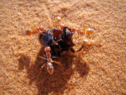 נמלה כסופה צדה חיפושית. מתוך ויקיפדיה
