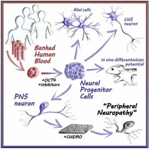 Turning blood cells into nerve cells. Figure: Jong-Hee Lee and colleagues, CELL journal