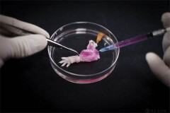 "יד" של עכבר שגודלה במעבדה. צילום: Bernhard Jank, MD, Ott Laboratory, Massachusetts General Hospital Center for Regenerative Medicine