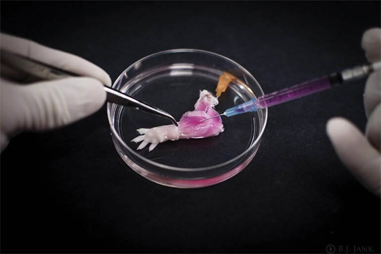 "יד" של עכבר שגודלה במעבדה. צילום: Bernhard Jank, MD, Ott Laboratory, Massachusetts General Hospital Center for Regenerative Medicine
