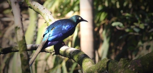 حزم صغيرة من الميلانين مرتبطة بالكيراتين الموجودة في ريش هذا الزرزور الأفريقي تتفاعل مع الضوء لإنتاج الألوان المتقزحة على ظهره. [بإذن من ليليانا دالبا]