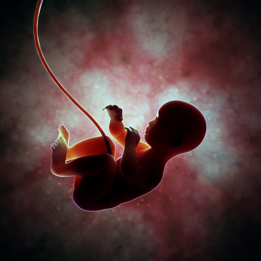 Fetus in his mother's womb. Illustration: shutterstock