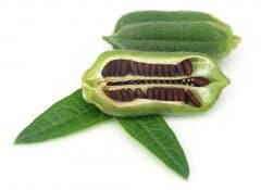 תרמיל שומשום. צילום: shutterstock