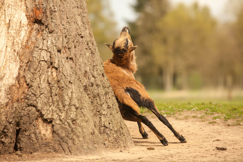 A lamb scratches its back on a tree trunk. Photo: shutterstock