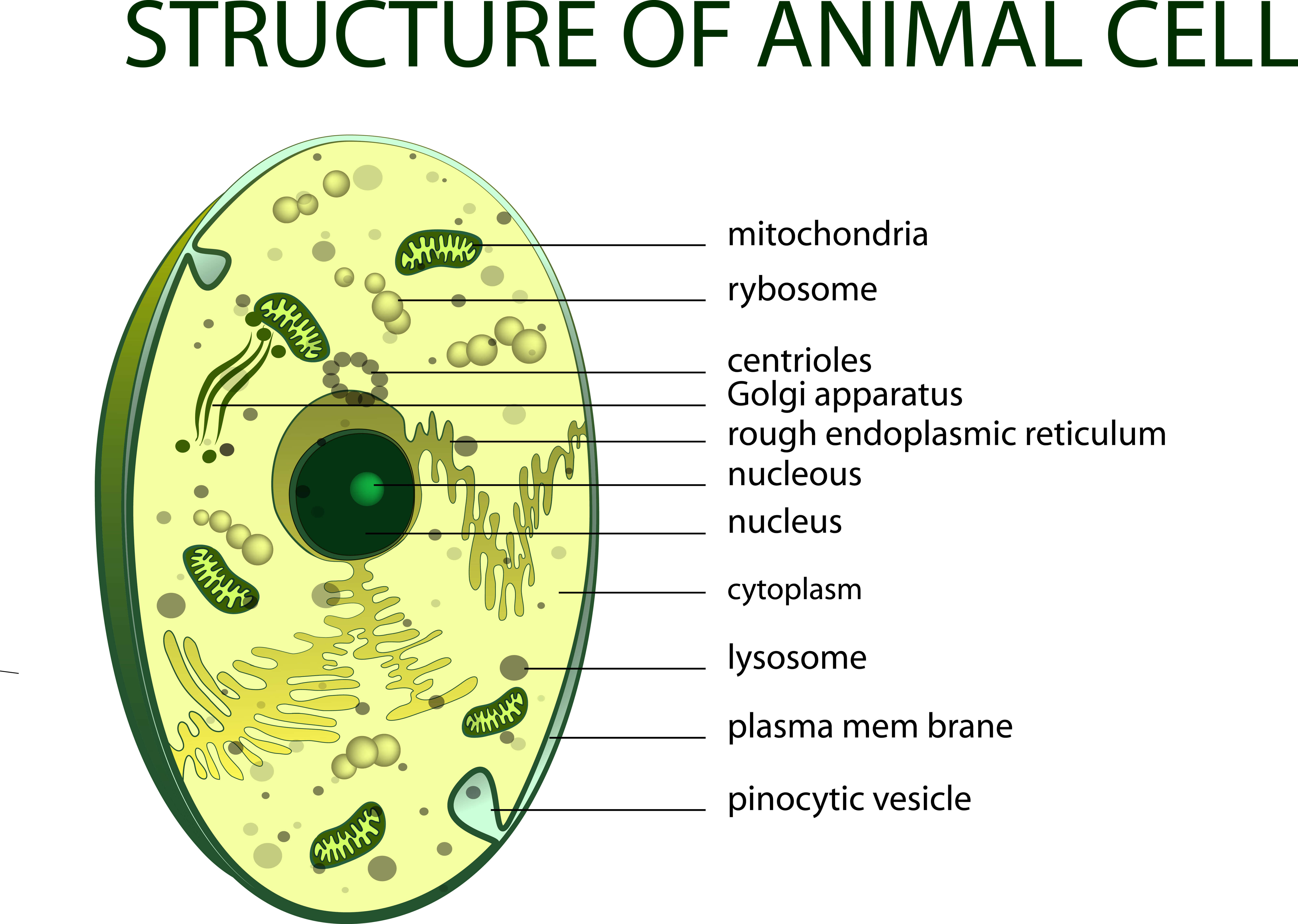 The structure of a cell from a multicellular animal. Photo: shutterstock