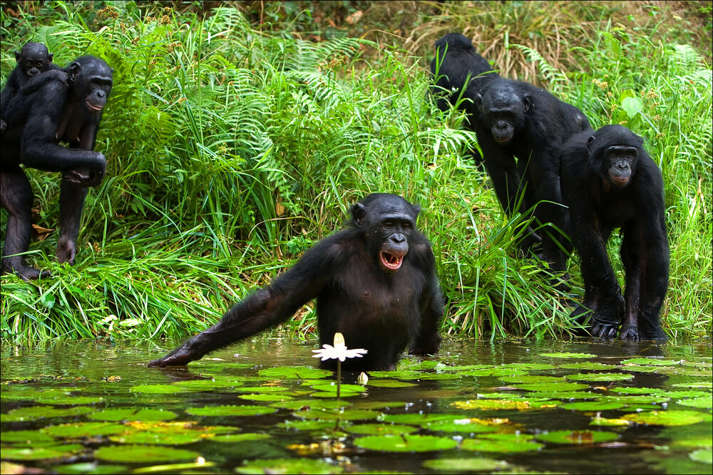 להקת שימפנזים בקונגו. צילום: shutterstock