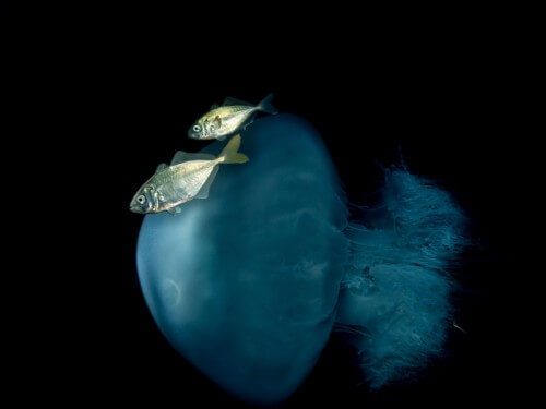 צנינון דו-ימי (alepes djedaba) שוחה בתוך חוטית נודדת. צילום: יוסי אליני
