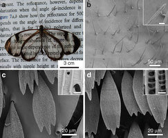 Nanometric structures in the butterfly wing led to the development of anti-reflection systems. From the article in Nature