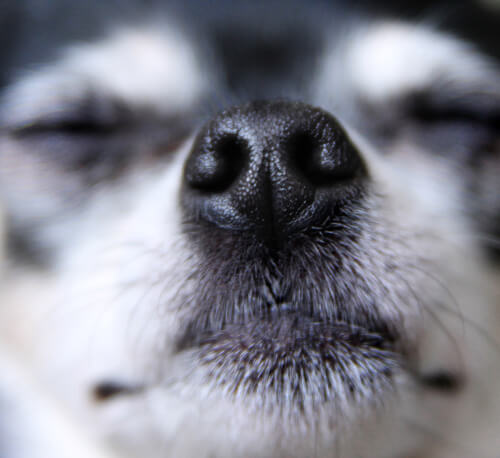 أنف الكلب الصورة: شترستوك