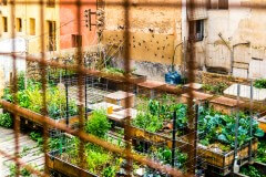 גן ירק בסביבה עירונית. צילום: shutterstock