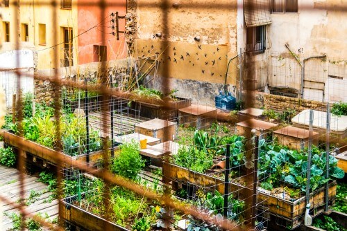 A vegetable garden in an urban environment. Photo: shutterstock