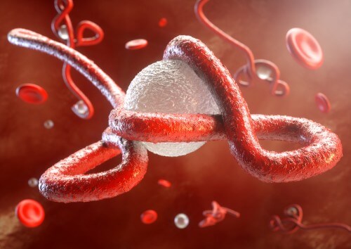 يهاجم فيروس الإيبولا جهاز المناعة. الرسم التوضيحي: شترستوك