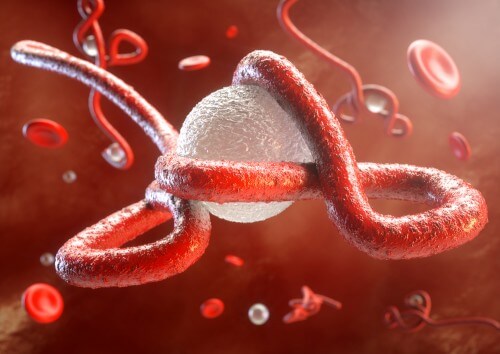 The Ebola virus attacks the immune system. Illustration: shutterstock