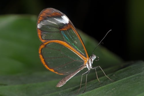 פרפר כנף הזכוכית. צילום: shutterstock