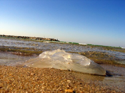 قنديل البحر الذي جرفته المياه إلى الشاطئ في هرتسليا. الصورة: رون ألموغ، من فليكر