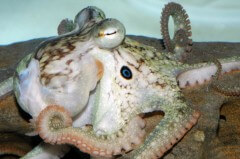תמנון בעל כתמי הטעיה בצורת עיניים (Octopus bimaculoides) מאופיין בשני זוגות כתמים דמויי עיניים כחולות בכל צד של ראשו. הוא חי באוקיאנוס השקט לחופי קליפורניה והוא גם משמש חיית נוי לאקווריום. צילום Roy Caldwell/UC Berkeley