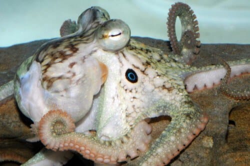 The eye-spotted octopus (Octopus bimaculoides) is characterized by two pairs of blue eye-like spots on each side of its head. It lives in the Pacific Ocean off the coast of California and is also used as an ornamental animal for an aquarium. Photo by Roy Caldwell/UC Berkeley