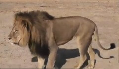 האריה ססיל, מתוך סרט תעודה . צילום מסך מיוטיוב