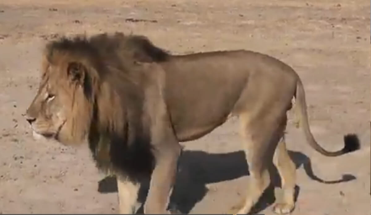 Cecil the Lion, from a documentary. Screenshot from YouTube