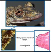 צפרדע ארסית מהזן Aparasphenodon brunoi והסבר על פעולת הרעל. צילם: Carlos Jared/Butantan Institute