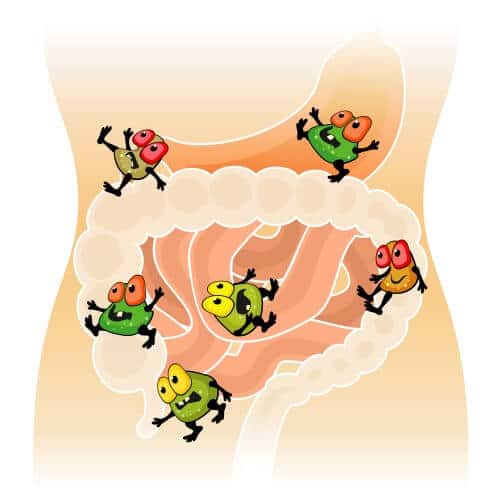 Intestinal bacteria. Illustration Mjak / Shutterstock