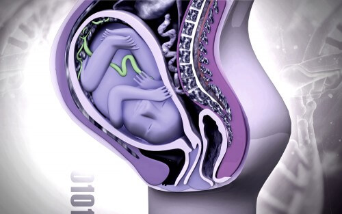 Fetus in his mother's womb. Illustration Creations / Shutterstock