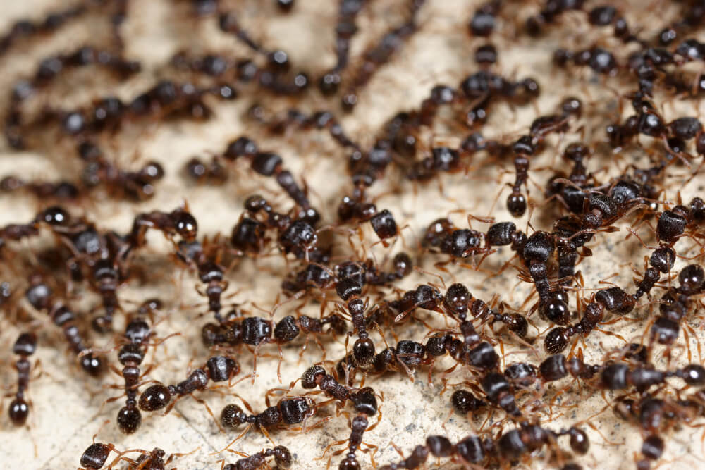 Ants: photo: shutterstock