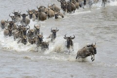 עדרים של יונקים גדולים חוצים את נהר המארה בשמורת הסרנגטי שבקניה. צילום: AndreAnita/Shutterstock