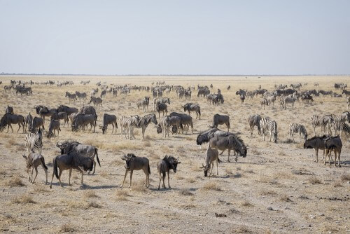 עדרי בעלי חיים באפריקה. צילום: <a href="http://www.shutterstock.com/gallery-1566326p1.html">COLOMBO NICOLA</a>/<a href="http://www.shutterstock.com" target="_blank">Shutterstock</a>